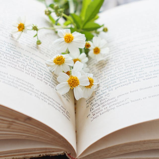 Libro abierto con unas margaritas frescas sobre las hojas